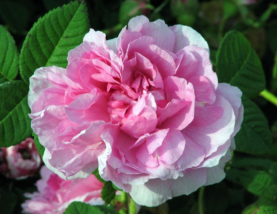 'Empress Joséphine' rose photo
