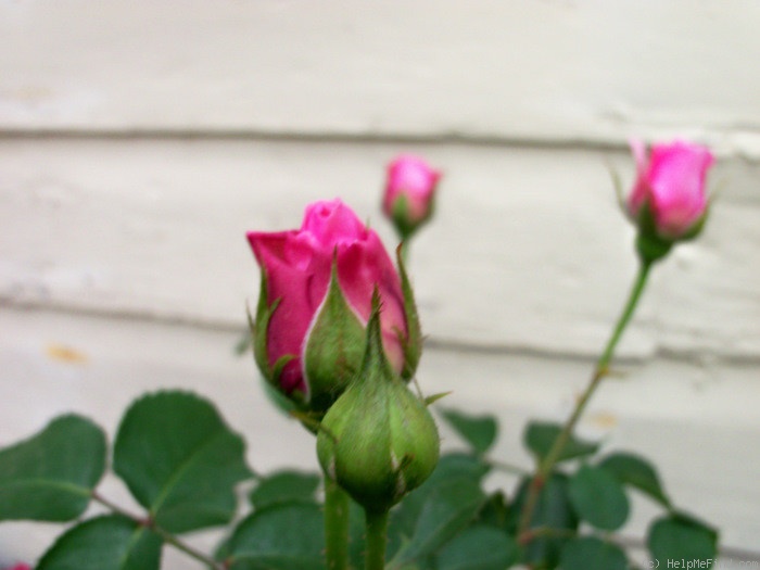 'Pretty Jessica' rose photo