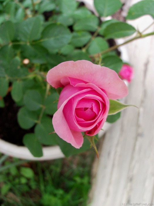 'Pretty Jessica' rose photo