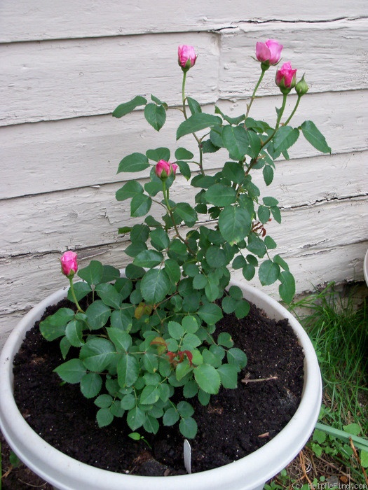 'Pretty Jessica' rose photo