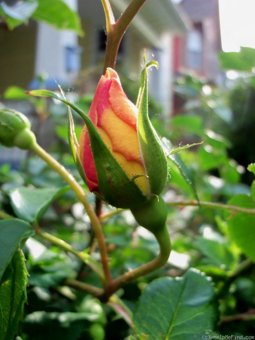 'Pat Austin ™' rose photo