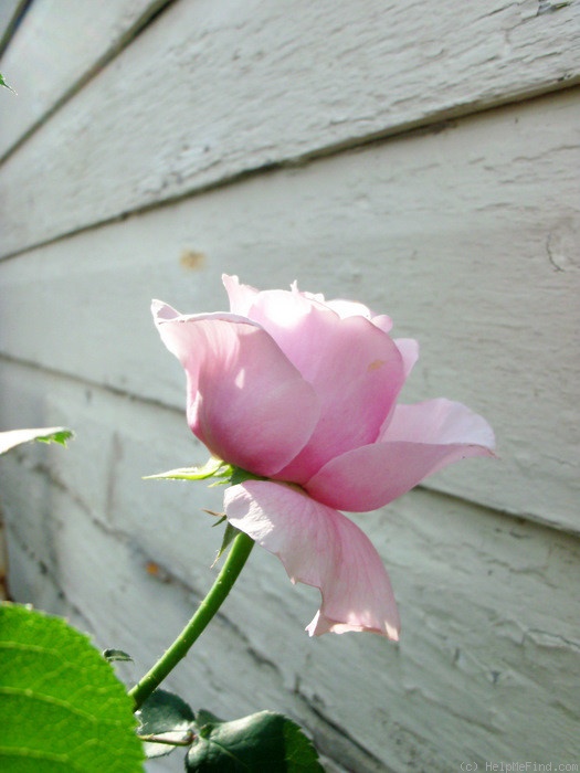 'Pretty Jessica' rose photo