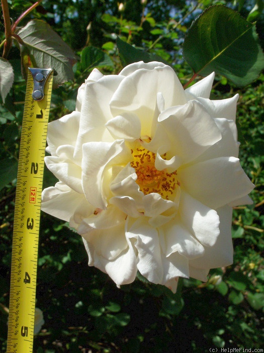 'April Moon (shrub, Buck 1984)' rose photo
