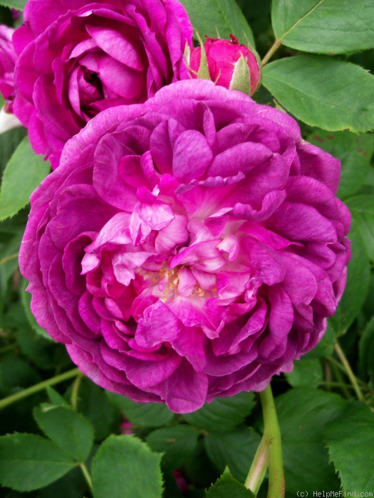 'Reine des Violettes (hybrid perpetual, Mille-Mallet 1860)' rose photo