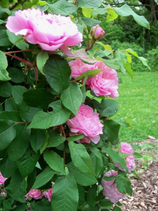 'Marchesa Boccella' rose photo