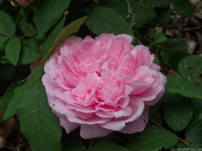 'Marchesa Boccella' rose photo