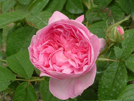 'La Ville de Bruxelles (Damask, Vibert, 1837)' rose photo