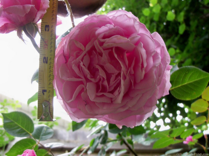 'Bishop's Castle' rose photo