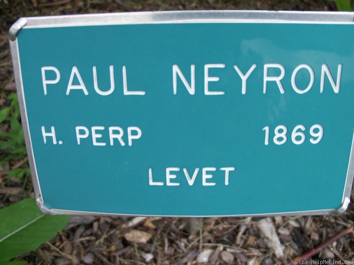 'Paul Neyron (Hybrid Perpetual, Levet, 1869)' rose photo