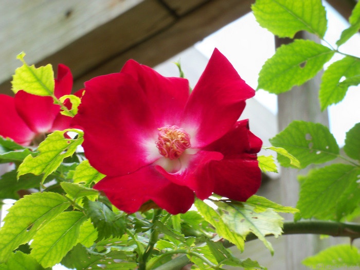 'Dortmund' rose photo