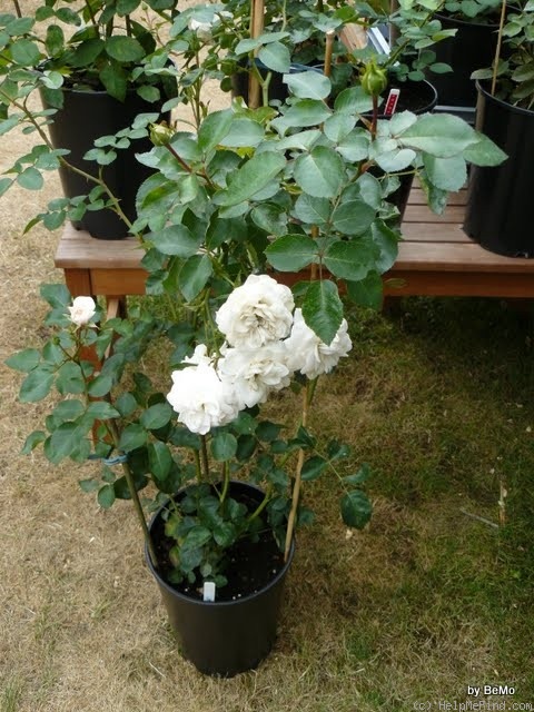 'Cumulus' rose photo