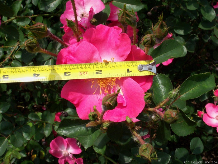 'Chuckles (floribunda, Shepherd 1956)' rose photo