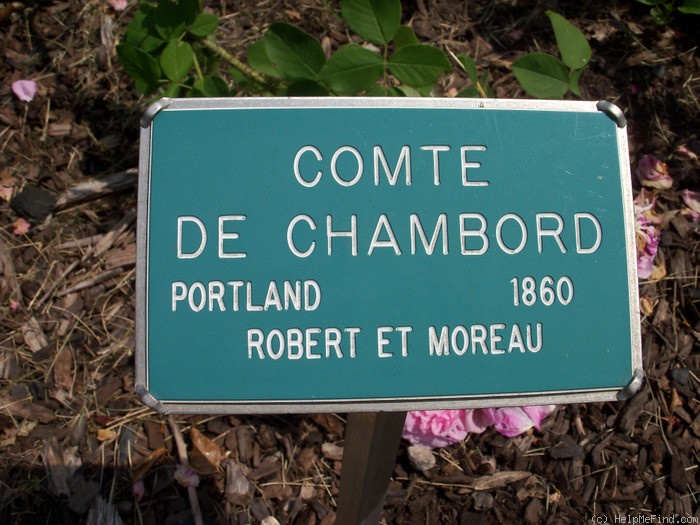 'Comte de Chambord - in commerce (possibly 'Mme Boll')' rose photo