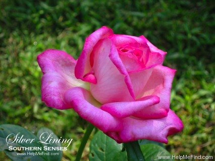 'Silver Lining (hybrid tea, Dickson, 1958)' rose photo