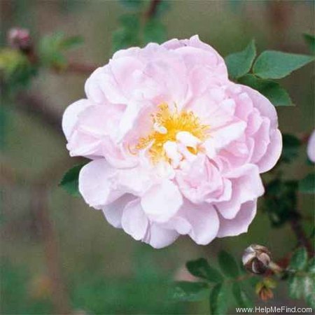 'Stanwell Perpetual (Spinosissima, Lee before 1821)' rose photo