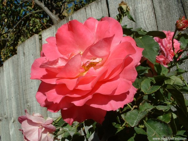 'Bon-Bon (floribunda, Warriner 1974)' rose photo