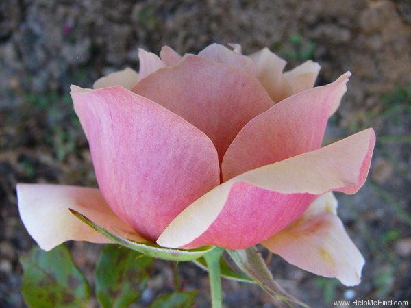 'Belle Époque (hybrid tea, Fryer before 1993)' rose photo