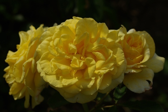 'Demetra ® (floribunda, Barni 2002)' rose photo