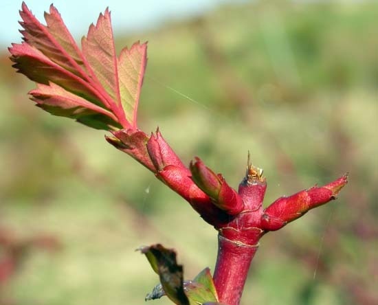 'Amadis (boursault, Laffay before 1826)' rose photo