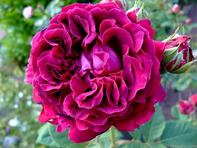 'Alfred Colomb (Hybrid Perpetual, Lacharme, 1865)' rose photo