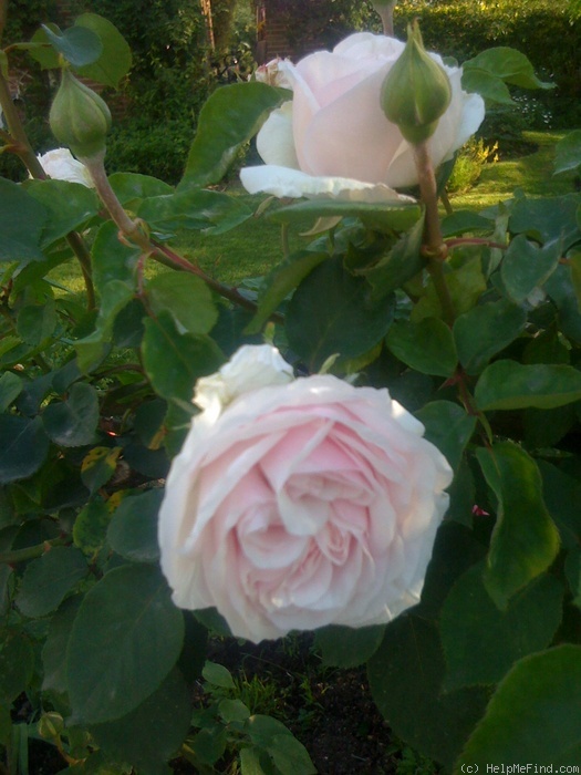 'Souvenir de la Malmaison, Cl.' rose photo