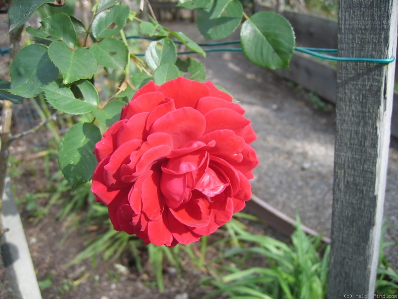 'Don Juan (large flowered climber, Malandrone 1958)' rose photo