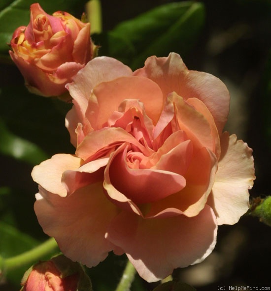 'Cornelia (Hybrid Musk, Pemberton, 1925)' rose photo