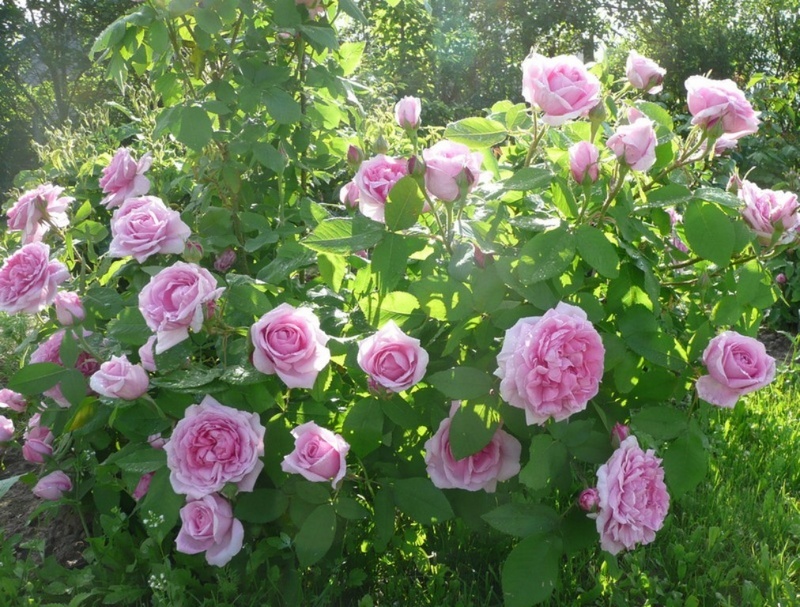 'Comte de Chambord - in commerce (possibly 'Mme Boll')' rose photo