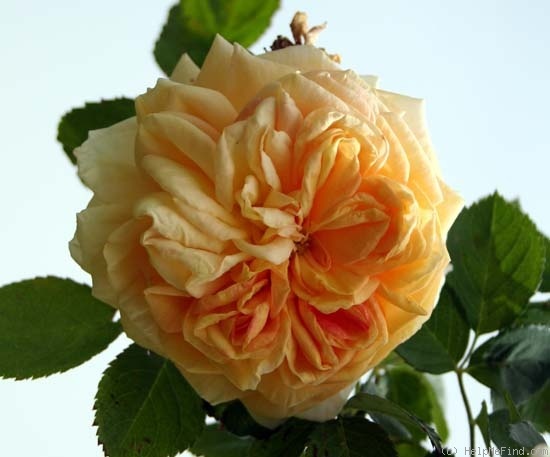 'Alchemist' rose photo