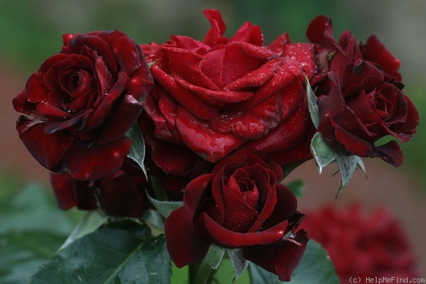 'Bertrand Amoussou ®' rose photo