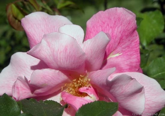 'Madame Grégoire Staechelin' rose photo