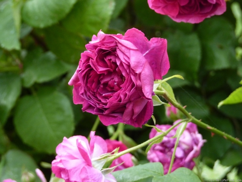 'Leopold Ritter' rose photo