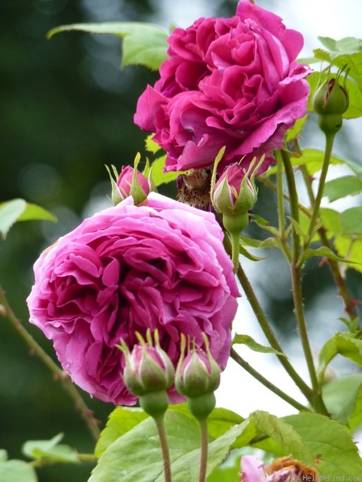 'Leopold Ritter' rose photo