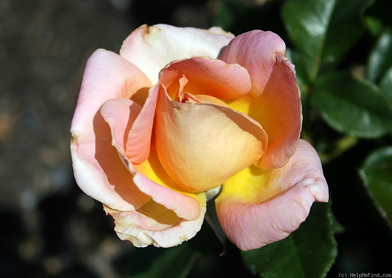 'Alpine Sunset ®' rose photo