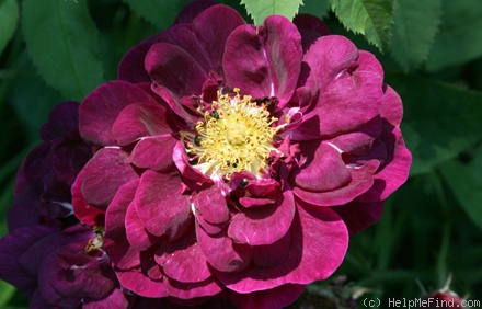 'Séguier (gallica, Robert, c. 1854)' rose photo
