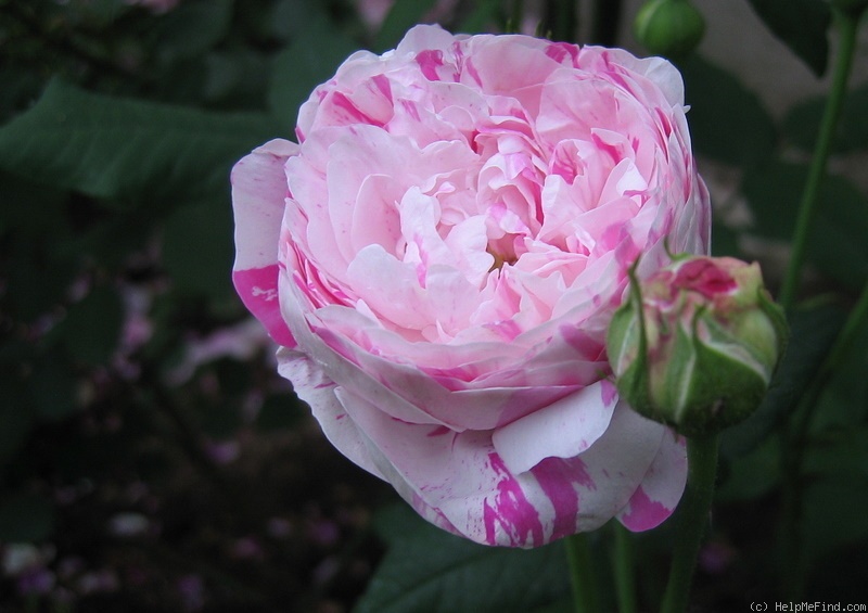 'Variegata di Bologna' rose photo