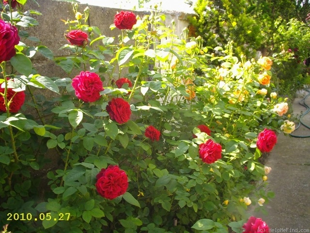 'L. D. Braithwaite' rose photo