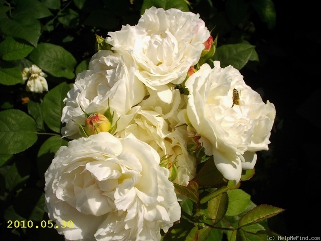 'Winchester Cathedral ®' rose photo