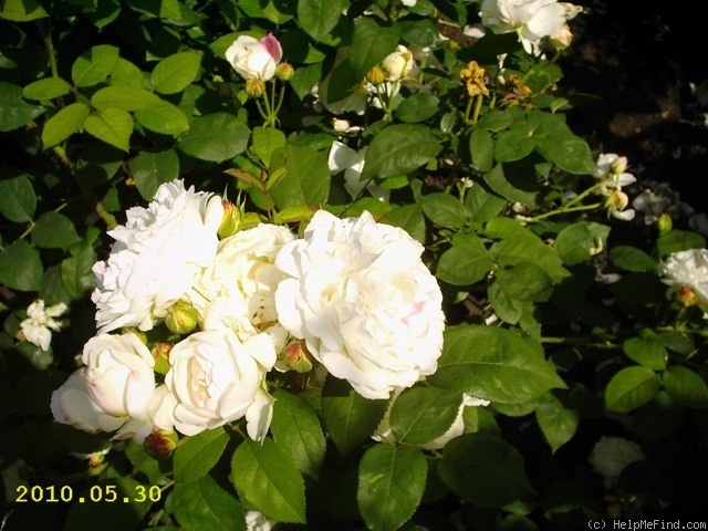 'Winchester Cathedral ®' rose photo