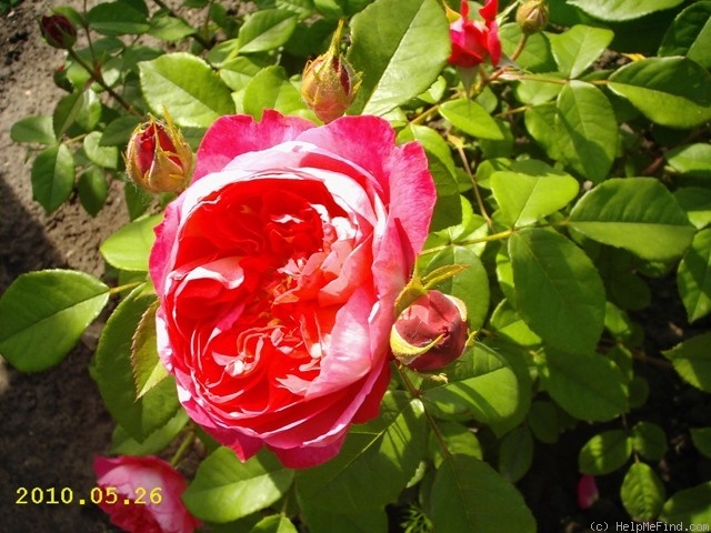 'Benjamin Britten' rose photo
