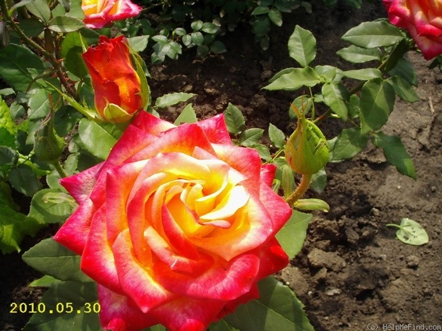 'Alinka (hybrid tea, Kordes, 1985)' rose photo