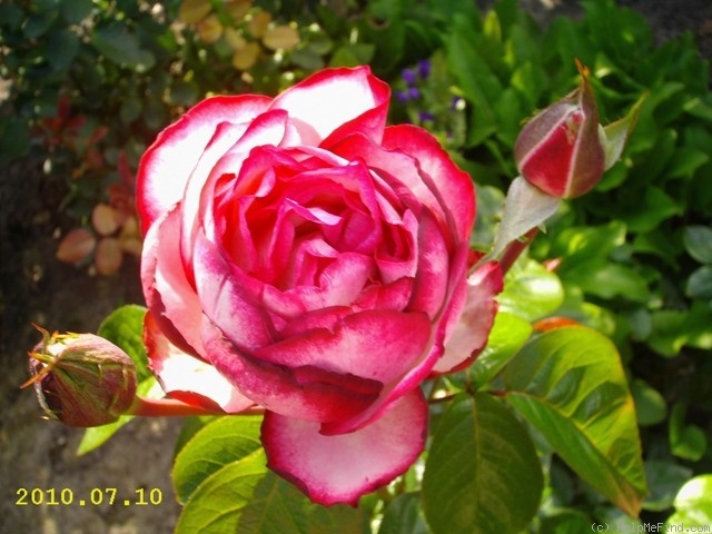 'Atlas ® (hybrid tea, Delbard-Chabert, 1966)' rose photo