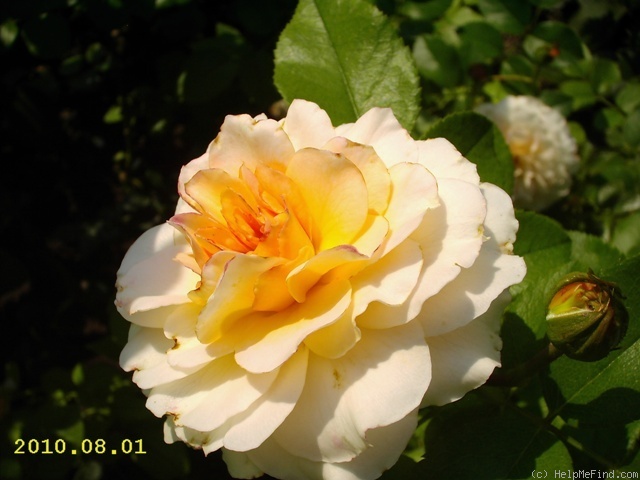 'Schloss Eutin ® Fairy Tale' rose photo
