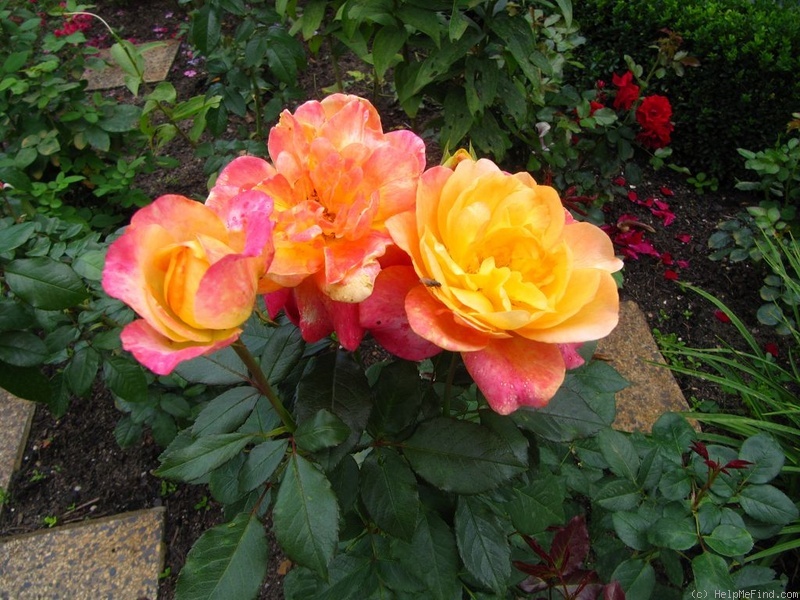 'Speelwark ™' rose photo