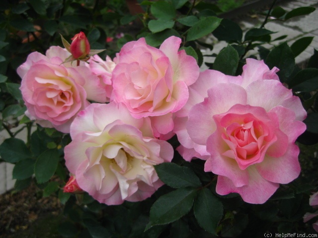 'Matilda ® (floribunda, Meilland, 1988)' rose photo