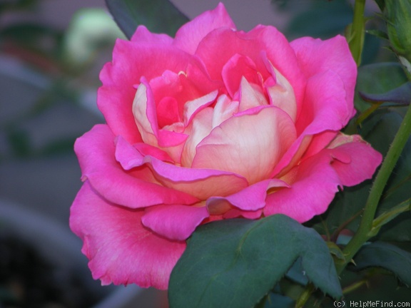 'Trump Card ™' rose photo