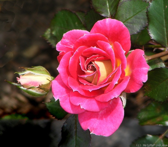 'Tattooed Lady' rose photo