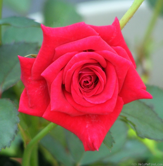 'Robin Alonso ™' rose photo