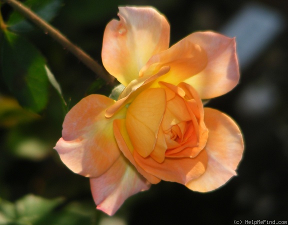 'Orange Honey' rose photo