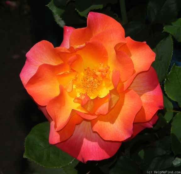 'Mardi Gras ™ (floribunda, Zary 2007)' rose photo